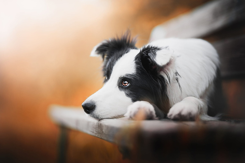 nature, black and white, paws, portrait, the border collie, lies, mood, blurred background, bench, autumn, sadness, dog, 1080P, face, background, look