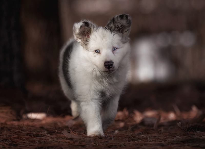 cute, Park, puppy, background, leaves, walk, Australian shepherd, spotted, pose, white, mood, paws, the dark background, nature, face, baby, light, dog