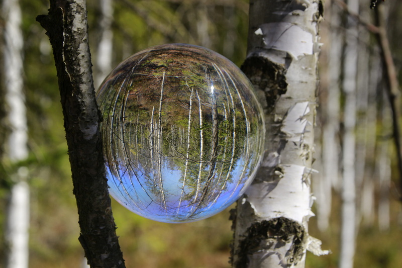 ball, shape, bog lake, growth, trunk, mystical, shiny, moor, atmosphere, focus on foreground, landscape, fairytale, sphere, 5K, white, forest creatures