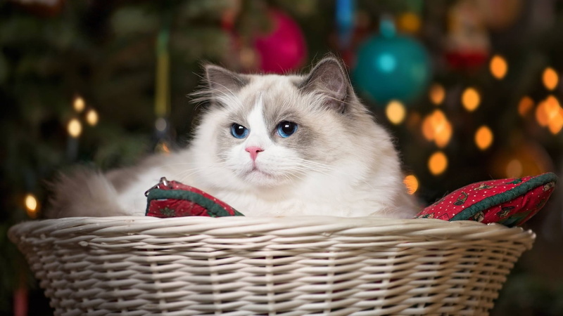 blue eyes, basket, cat, beauty, 1080P, Ragdoll