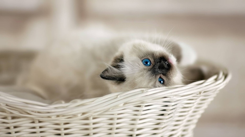 cat, blue eyes, baskets, 1080P, animals