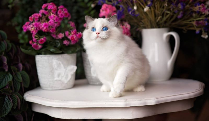 1080P, cat, Ragdoll, flowers, blue eyes