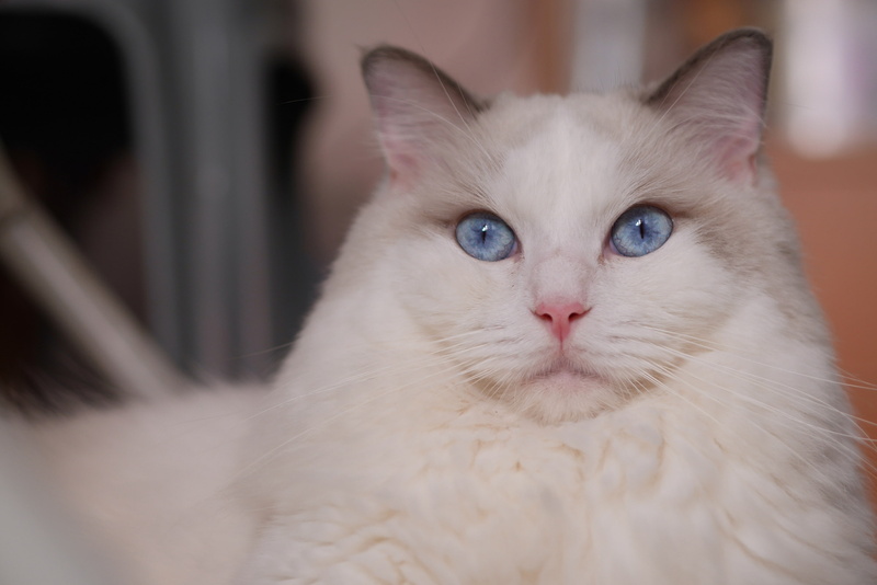 portrait, 2K, blue eyes, Ragdoll, muzzle, krasava, cat, look