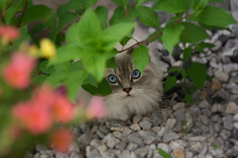 stones, branch, ragdoll, cat, look, leaves, blue eyes, 1080P, face, Peeps