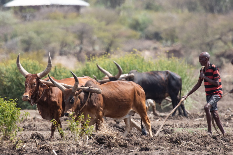 day, group of animals, swot up, poverty, africa, outdoors, focus on foreground, travel, agriculture, domestic animals, mammal, land, plant, cattle, vertebrate