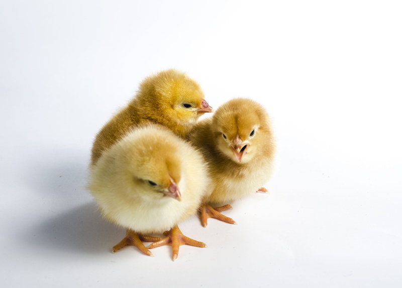 young animal, animal family, domestic animals, pets, chicken - bird, softness, animal, group of animals, poultry, outdoors, baby chicken, bird, natural