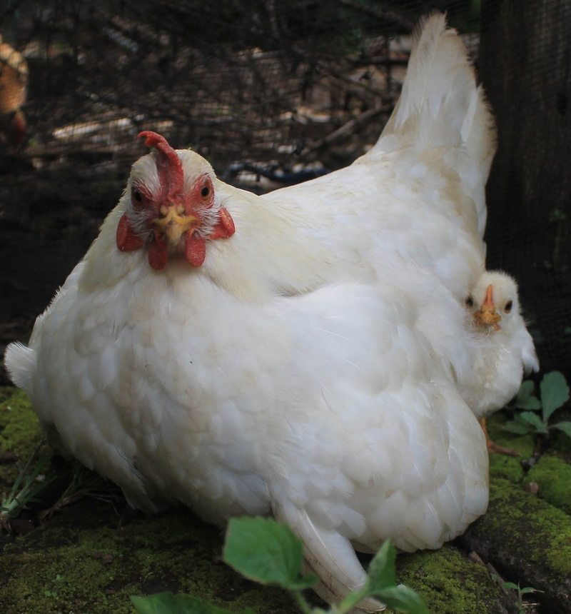 chicken Coop, food, 1080P, chicken - Bird, chicken, animal themes, vertebrate, one animal, mammal, bird, nature, land, white hen, day, no people, plant