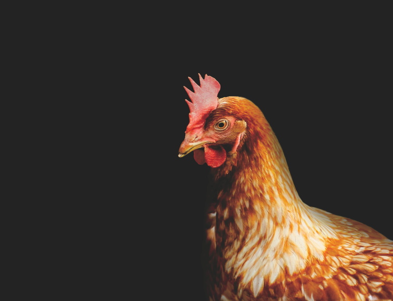 studio shot, chicken - Bird, nature, rural Scene, agriculture, animal head, livestock, feather, poultry, chicken, red, cockerel, close-up, domestic, photography