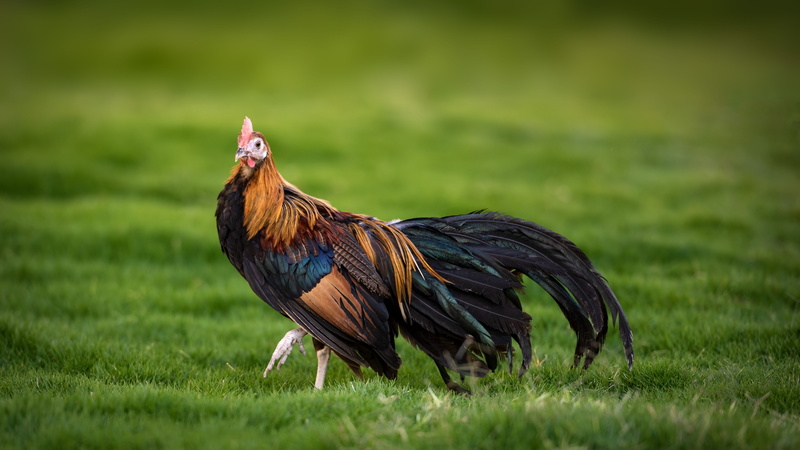 vertebrate, plant, nature, bird, male animal, profile view, chicken - bird, domestic animals, pets, outdoors, field, chicken, domestic, poultry, green color