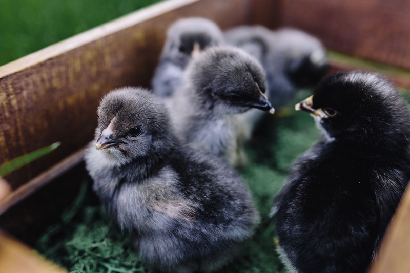 small, new born, care, baby, fluffy, chicks, animal wildlife, cute, adorable, young Bird, duckling, vertebrate, black, chicken, duck, three animals, baby Chicken