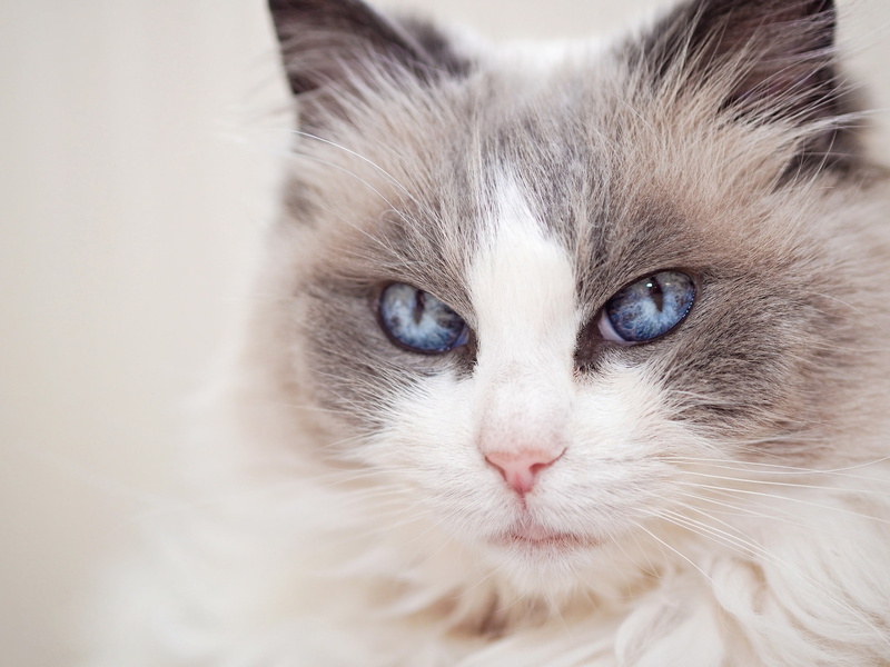 muzzle, cat, Ragdoll, look, blue eyes, portrait, 1080P