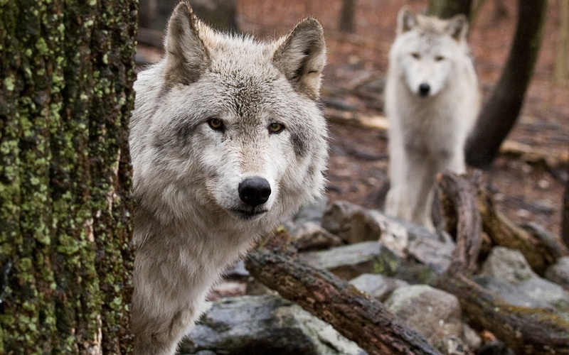 portrait, snow, gray Wolf, winter, dog, focus on foreground, carnivore, two, nature, day, predator, wood, peep, wildlife, hunting, no People, animal Themes