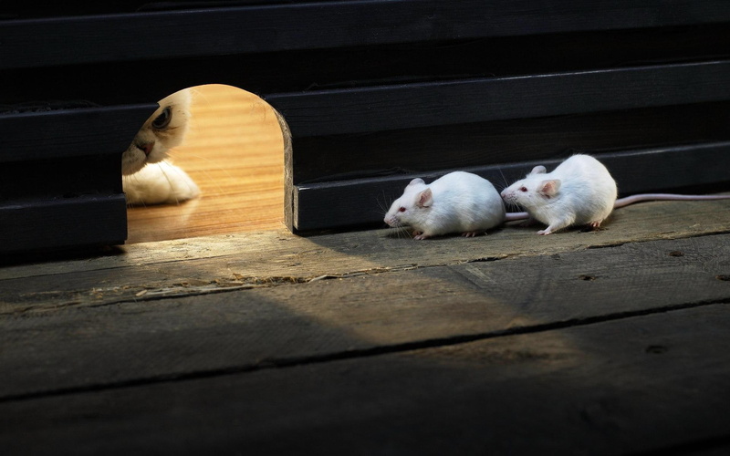 1080P, peeping, animals, right, mouse hole, behind, mouse, go, waiting, m, white, first