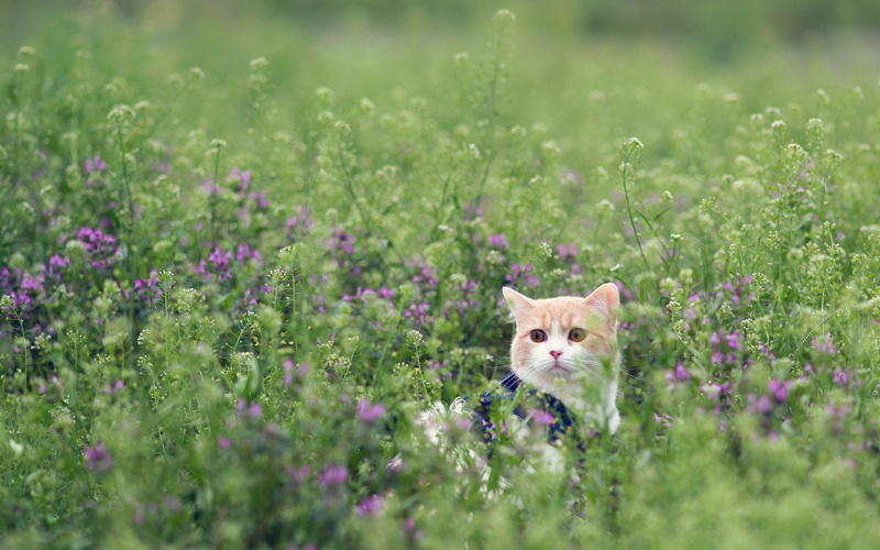 peeps, 1080P, cat, grass