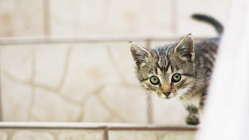 feline, young animal, kitten, vertebrate, indoors, one animal, animal themes, selective focus, looking at camera, animal head, baby, no people, portrait