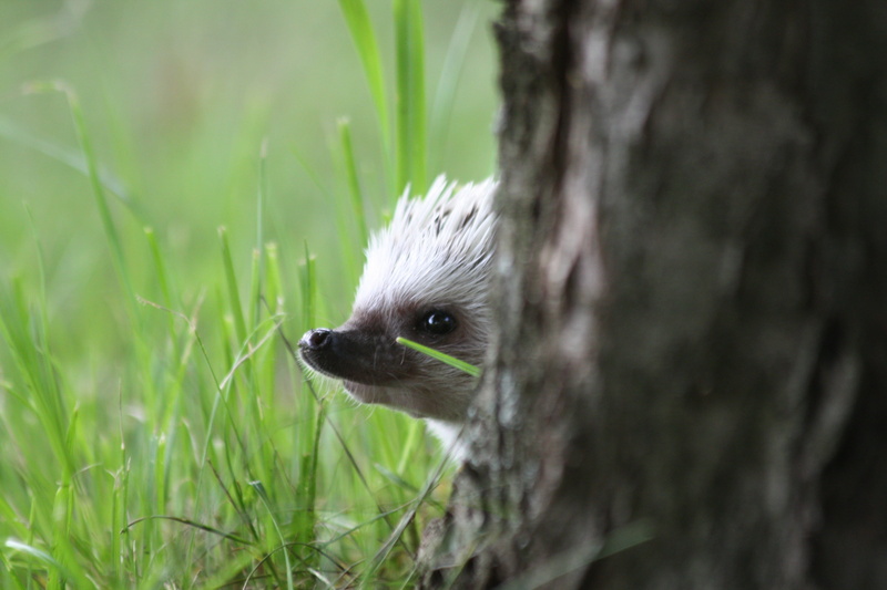 plant, muzzle, hedgehog, forest, white, nature, animals In The Wild, tree trunk, close-up, vertebrate, pets, gray, snout, brown, animal, 4K, one Animal