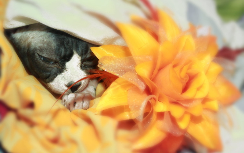 face, flower, black, no people, flowers, fragility, animal themes, freshness, animal, cat, close-up, 720P, puppy, flowering plant, vertebrate, one animal