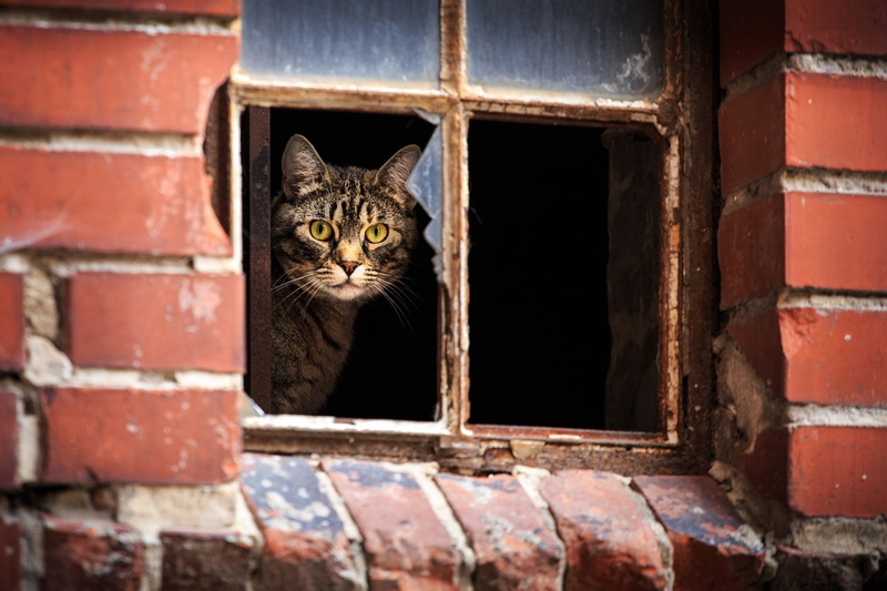 window, wall - Building Feature, no people, domestic Animals, brick wall, domestic, house, vertebrate, looking at camera, whisker, tabby, brick, looking