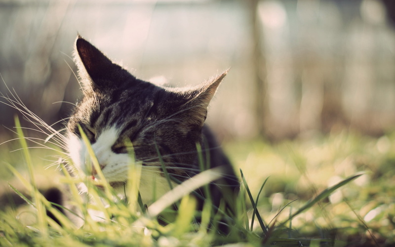 domestic, land, silver, face, whisker, feline, peep, animal, 2K, day, nature, plant, vertebrate, selective focus, domestic animals, grass, domestic cat