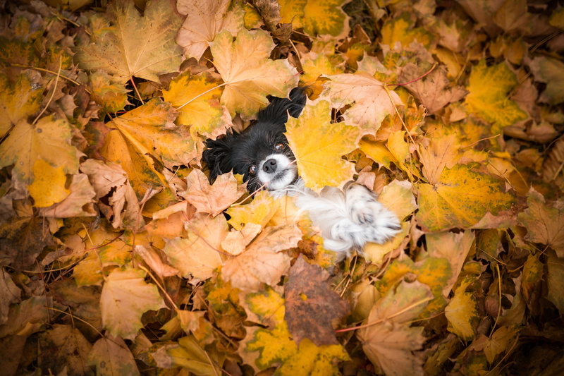 look, 1080P, puppy, yellow, the pile of leaves, lies, dog, autumn, foliage, face, maple, legs, nature, burrowed, Peeps, leaves, Papillon, background, baby