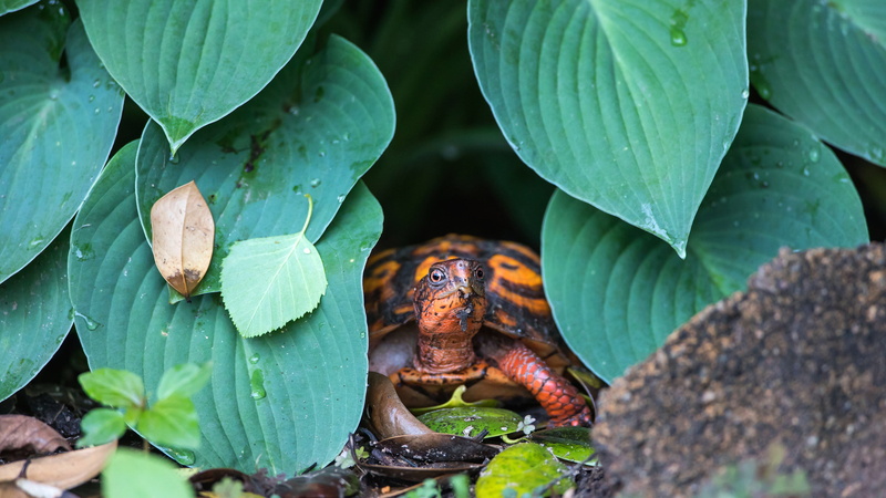 orange, leaves, Peeps, turtle, nature, 4K, face, look, host, bug, drops, land