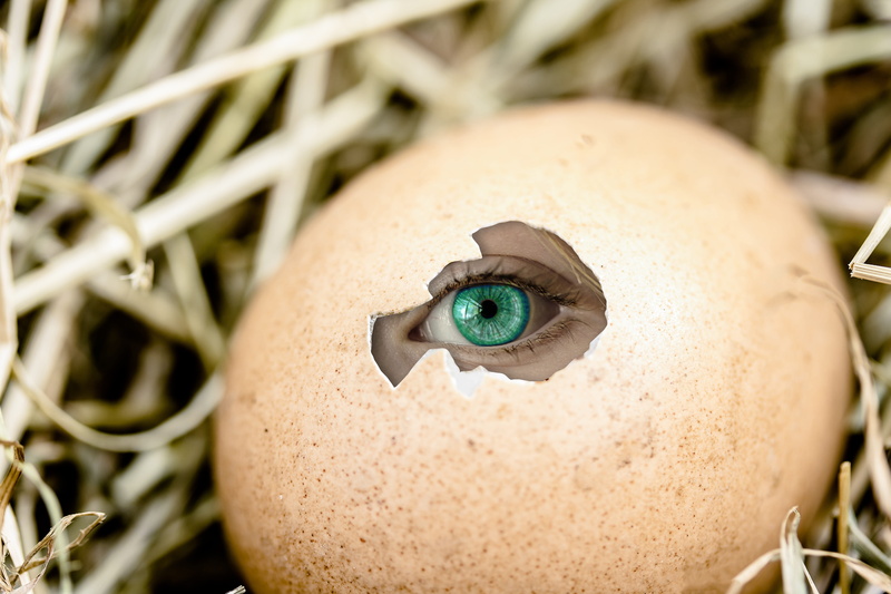 birth, animal wildlife, Hole, human body part, skin, brown, iris - eye, Emergence, shell, cracked, teal, nest, see, by looking, people, plant, extreme close-up
