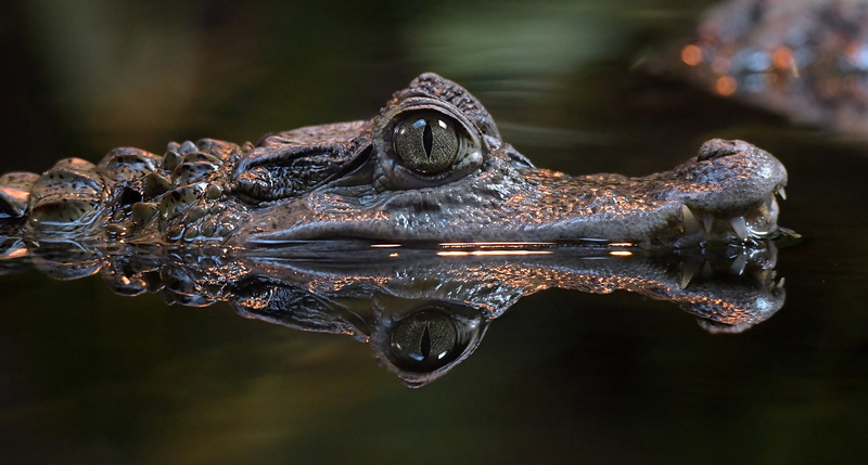 Peeps, 1080P, crocodile, water, eyes