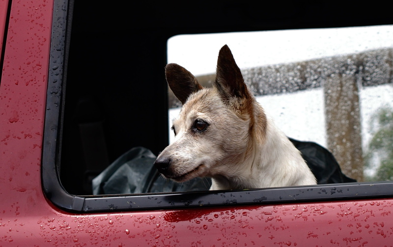 motor vehicle, animal themes, rain, one animal, waiting, pets, mammal, small, Car, looking, animal body part, Canine, mode of transport, animal, domestic