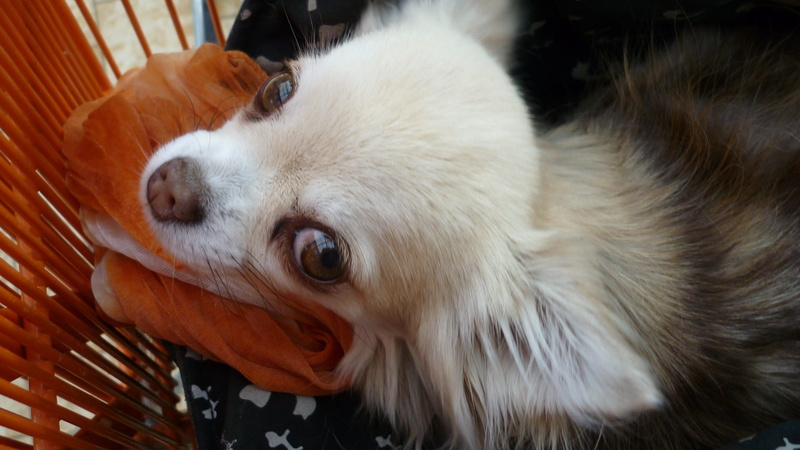one animal, domestic animals, animal, domestic, small dog, in the shopping cart, looking, white color, animal themes, indoors, close-up, white, vertebrate