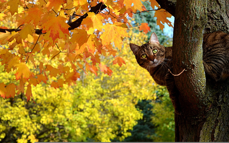 pets, vertebrate, no people, day, nature, beautiful, autumn, beauty, leaves, striped, beauty In Nature, Kote, looking at camera, Peeps, one animal, leaf