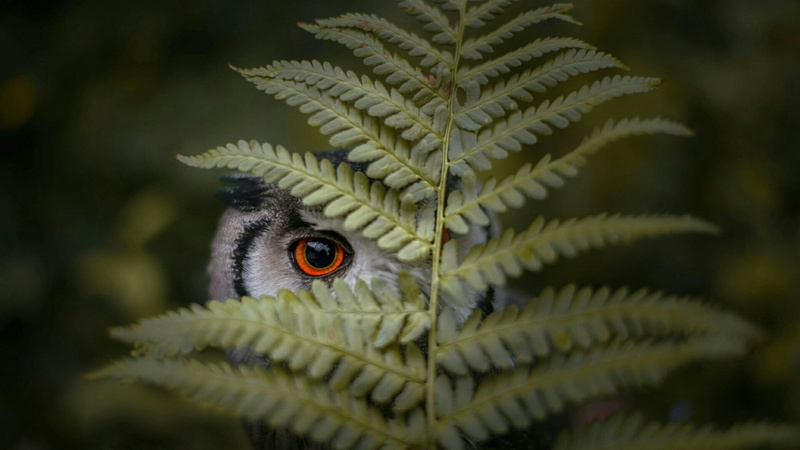 eye, wildlife, close up, one animal, plant, cute, plant part, nature, owl, growth, animal head, animal wildlife, close-up, funny, animal, leaf, outdoors