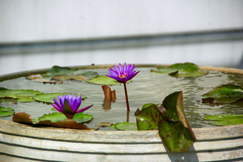 leaf, flower head, close-up, purple, lake, hemp, floating on water, lupin, paddle, lily, pond lily, peeps, water lily, woven, water, no people, flowering plant