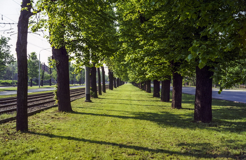park, electro, 2K, spring, beauty in nature, analog, treelined, yashica, gdansk, no people, park - man made space, colour, poland, sunlight, shadow, life