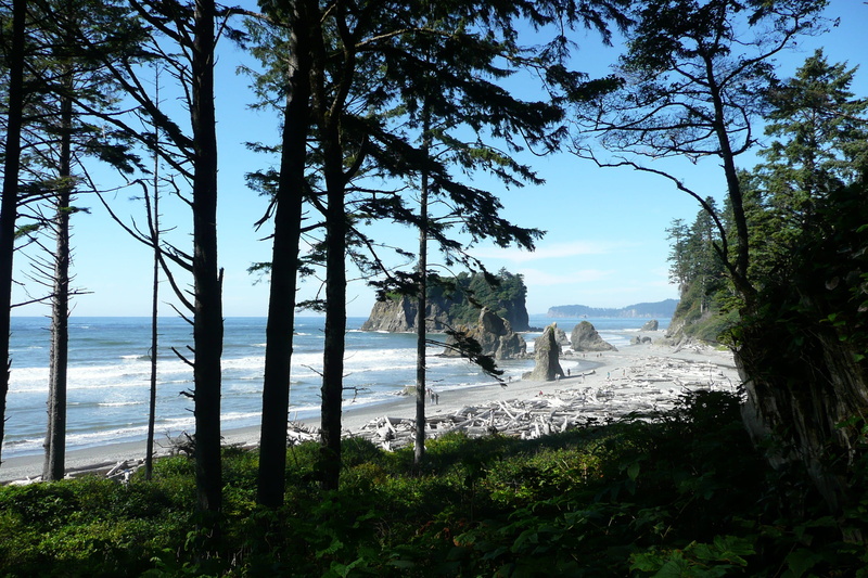 washington, olympic national park, Beach, shoreline, beach, scenics, scenery, ruby beach, tree, plant, tranquil scene, non-urban scene, tranquility, no people