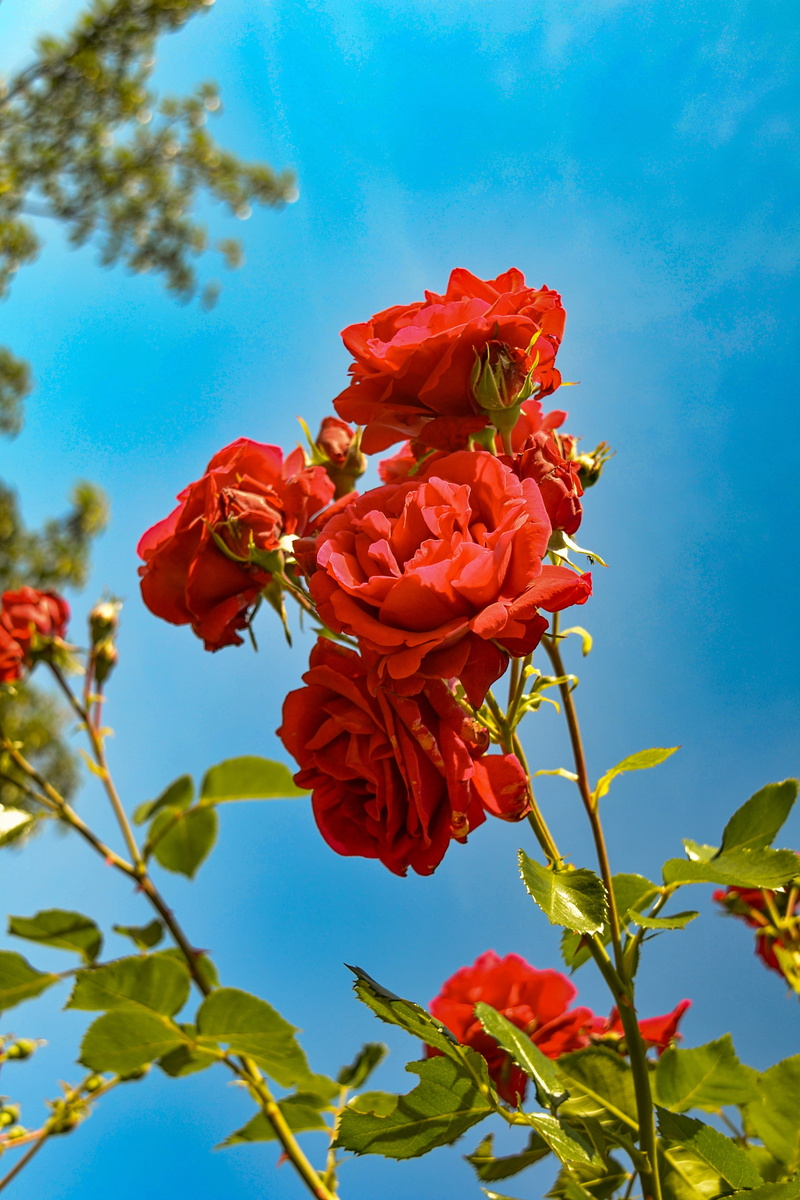 flower, close-up, romantic, fragility, freshness, plant, 4K, rose, inflorescence, flower arrangement, garden, beauty, day, nature, growth, flower head