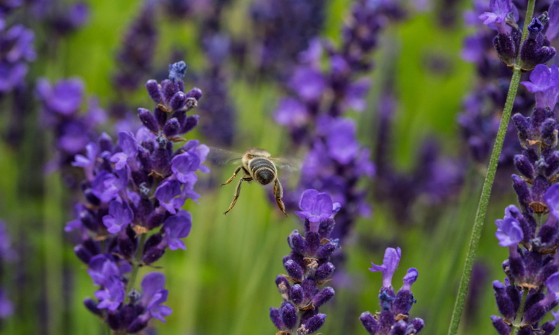 focus, Garten, close-up, green, Tier, outdoor, abeille, blue, animal, selective, purple, 4K, lavanda, Lavender, photo, summer, Bee, flowers, fly, outside