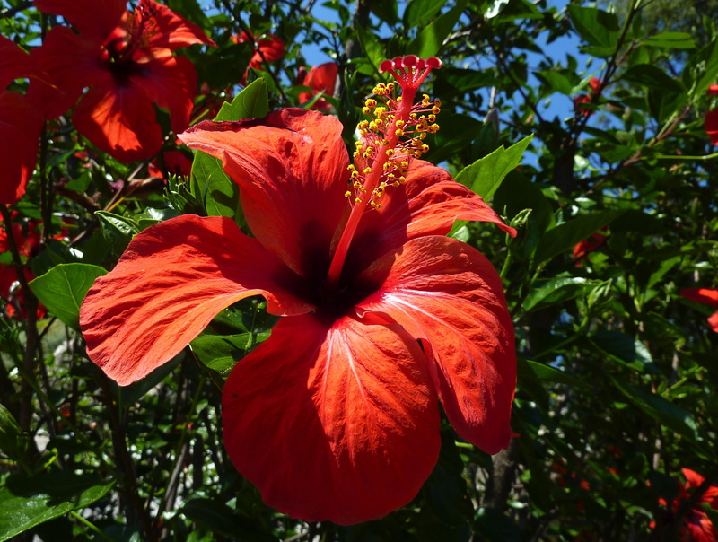  nature, flowering plant, beauty in nature, no people, freshness, red, 2K, inflorescence, garden, petal, pollen, hibiscus, plant, day, growth
