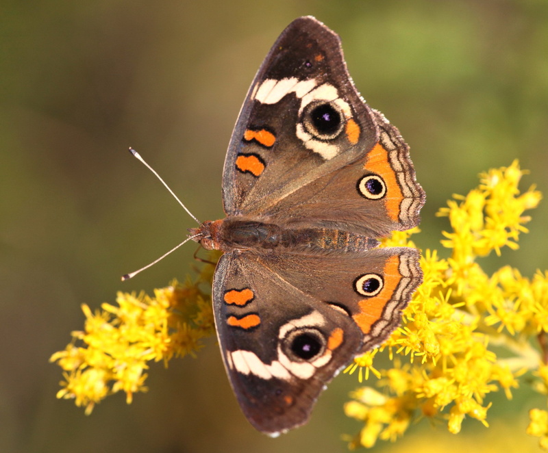 yellow, lepidoptera, animal Wing, Common Buckeye, goldenrod, Junonia coenia, buckeye, macro, multi Colored, brown, 1080P, brown and orange, nature, orange