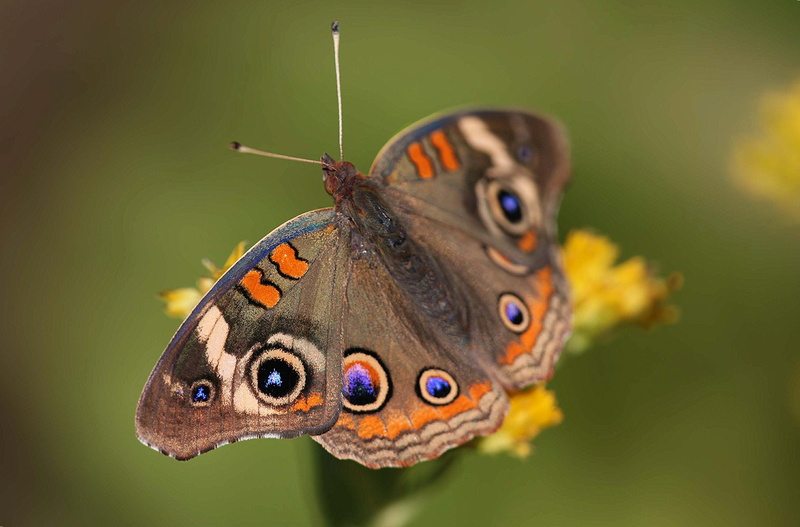 peacock pansy, common, close, 2K, waves, richmond county, butterfly, frequency, peacock, buckeye, photo, Common Buckeye, pansy, north carolina, close-up