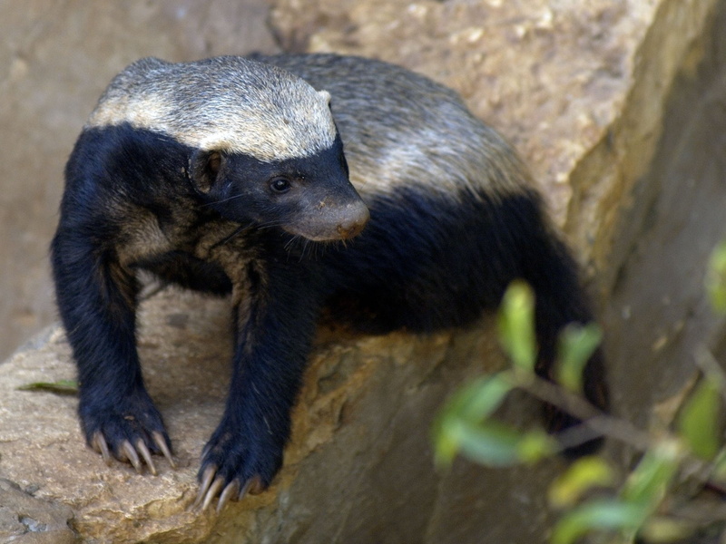 Animal, Honey Badger, 1080P