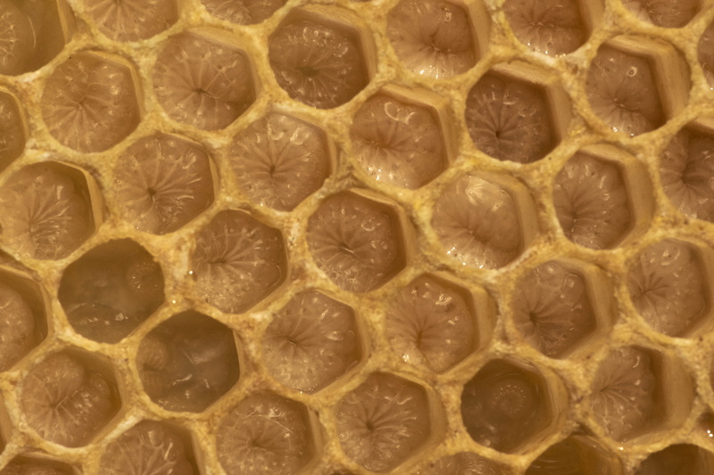 food, honycomp, honey, indoors, textured, healthy eating, geometric shape, marderweg 1, 5K, rug, bee nymph, invertebrate, animal, no people, natural pattern