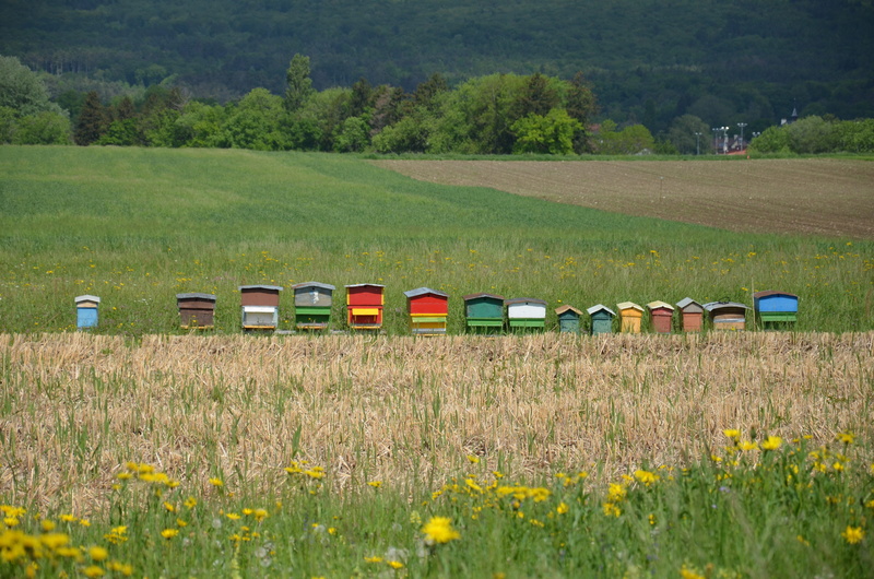 no people, green color, flower, beauty in nature, field, grass, day, land vehicle, scenics - nature, bees, fields, growth, tree, plant, beehives, 4K, landscape