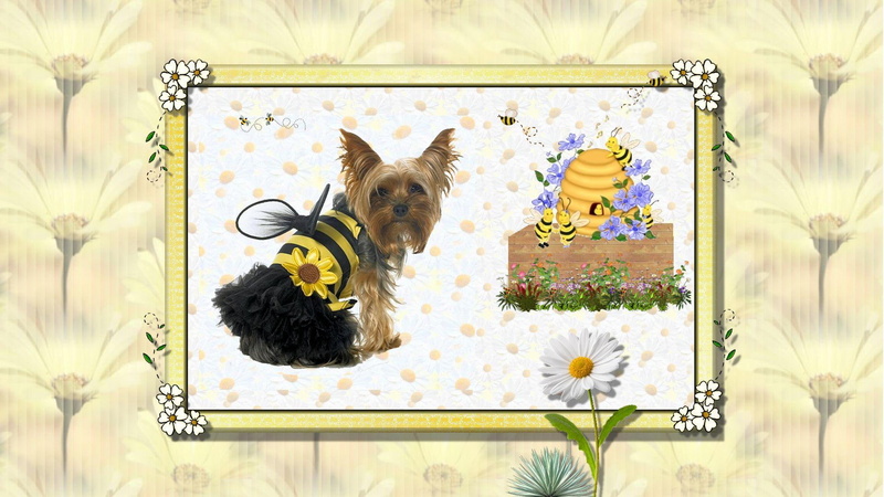 yorkies, buzzy, beehives, anim, dogs, 1080P, bee, halloween costumes, puppies, flowers, friendship, daisies, honey, bees