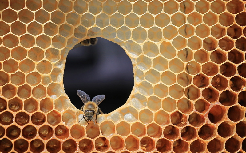 indoors, circle, invertebrate, close-up, insect, 1080P, animals in the wild, shape, design, animal, animal wildlife, beehive, no people, backgrounds, animal themes
