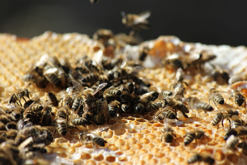 honey bee, no people, close up, group of animals, honey, beeswax, beehive, nature, colony, selective focus, honeycomb structure, food, large group of animals