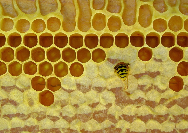 apiculture, beehive, hexagon, 1080P, nature, animals in the wild, insect, honeycomb, animal wing, beeswax, one animal, zoology, day, animal, bee, close-up