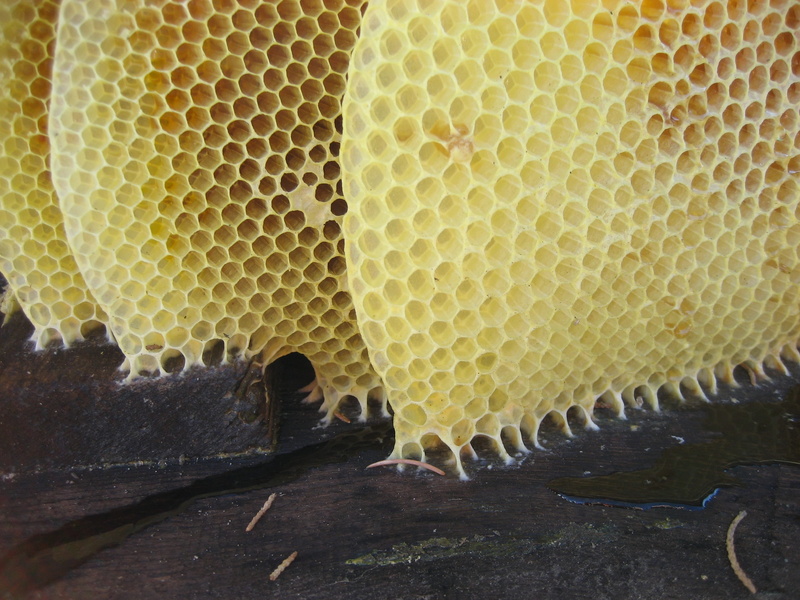 apiculture, beauty in nature, hive, nectar, Beehive, bee, pattern, no people, animals in the wild, 2K, animal wildlife, large group of animals, bees, animal