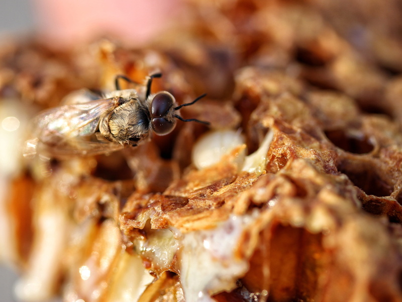 eyes, beekeeper, hatch, herb, spice, snack, small, 4K, close-up, macro, meal, animal themes, extreme close-up, beeswax, freshness, fruit, wellbeing, bee