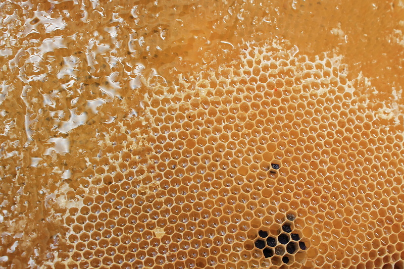 pattern, full frame, indoors, beauty in nature, honey, nature, animal, 4K, no people, beeswax, beehive, invertebrate, animals in the wild, wax, close-up