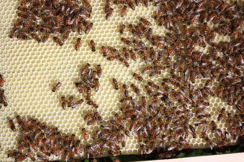 invertebrate, animal themes, beeswax, high angle view, insect, full frame, group of animals, beehive, honey bee, 4K, beauty in nature, animals in the wild